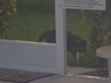 Racoon comes for look around